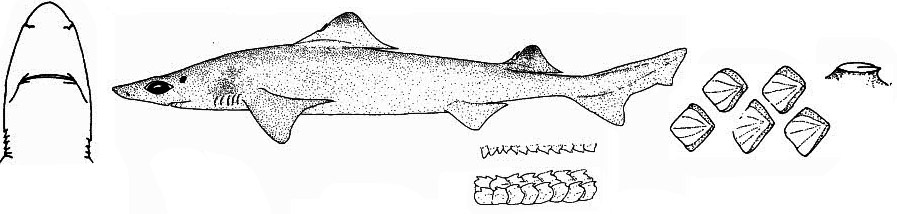 Centrophorus uyato_04.jpg